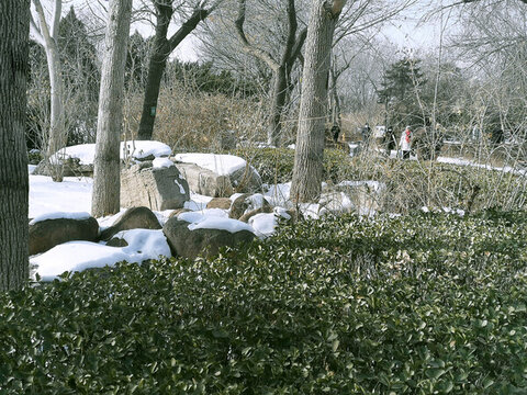 雪地上的喜鵲