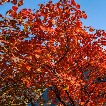 紅葉黃櫨