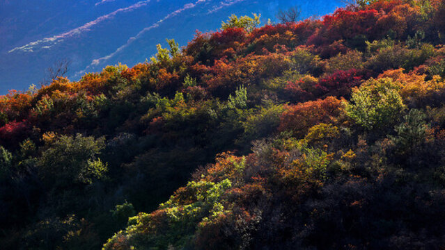 山野秋野