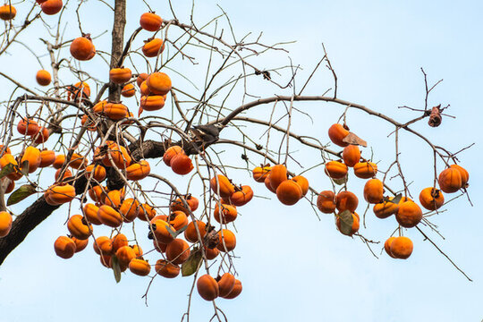 柿子樹紅柿子