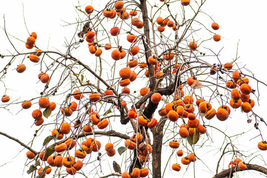 柿子樹紅柿子