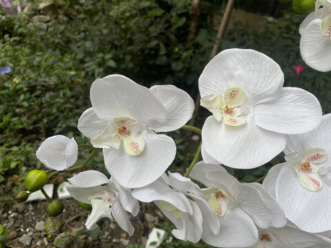 白色蝴蝶蘭花美麗綻放
