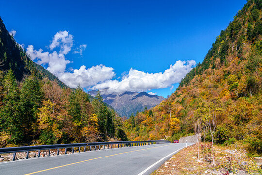 川西理小路的秋色景色秋林彩林