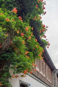 老門東街區(qū)凌霄花