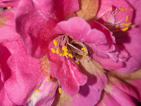 月季花特寫