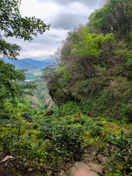 武夷山茶園摘茶