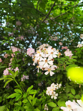 白花薔薇