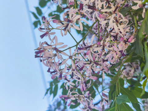 路邊的苦楝花