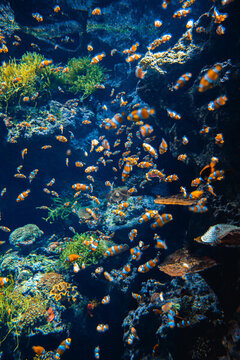 熱帶魚