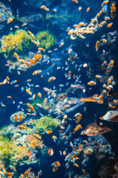 熱帶魚(yú)