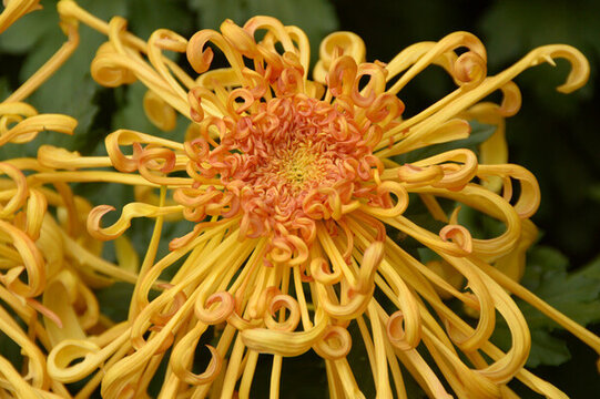 金黃色菊花