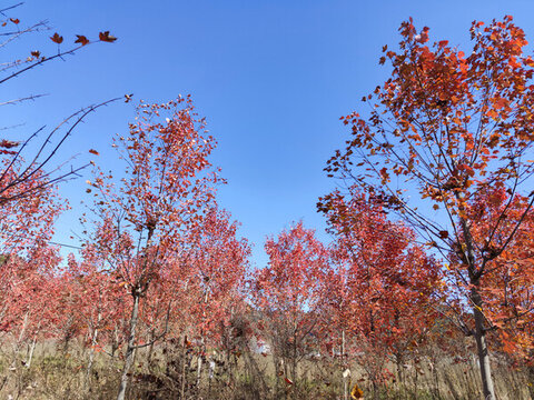 紅楓林