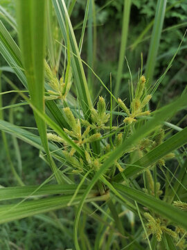 頭狀穗莎草