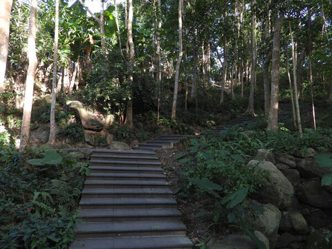 林蔭小道