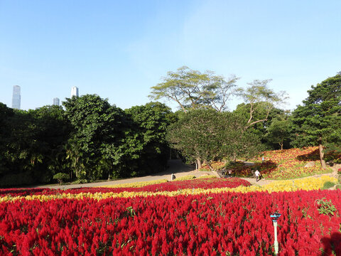 紅色花海