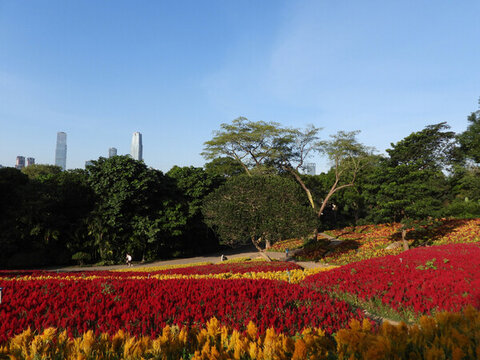 青秀山蘭園雞冠花