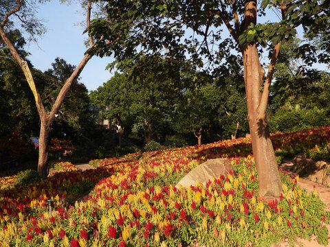 青秀山蘭園雞冠花