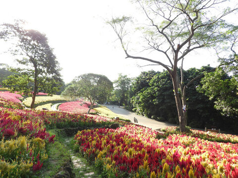 青秀山蘭園花海