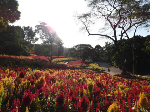 青秀山蘭園花田