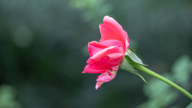 月季花開