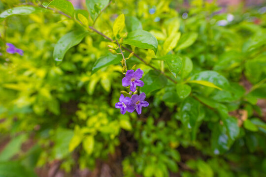 紫色開花植物假連翹
