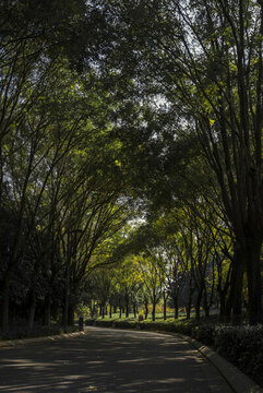 鄭州綠谷公園林蔭大道