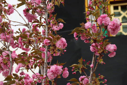 櫻花