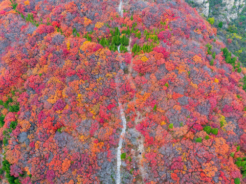 濟南蚰蜒山紅葉