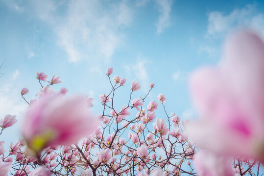 玉蘭花