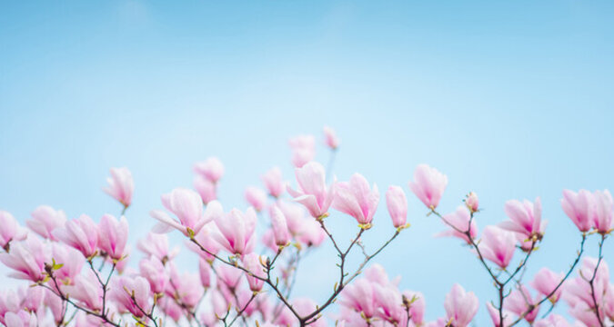 玉蘭花