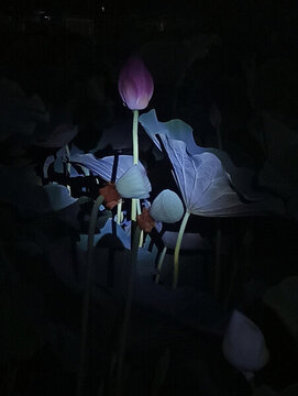 夜景荷花特寫