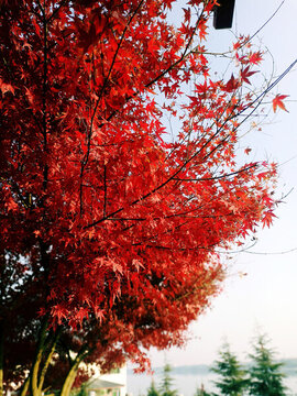 紅色的楓葉