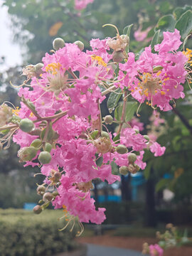 紫薇花