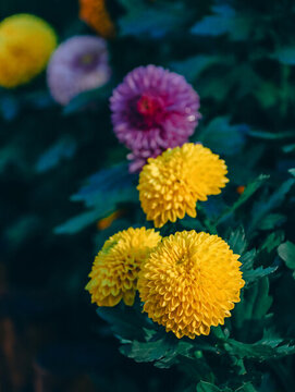 五彩繽紛球形菊花