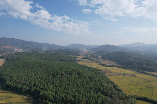 濕地松樹林稻田風(fēng)光