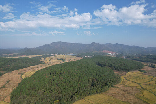 濕地松樹林
