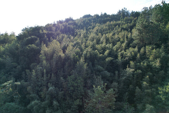 樹林