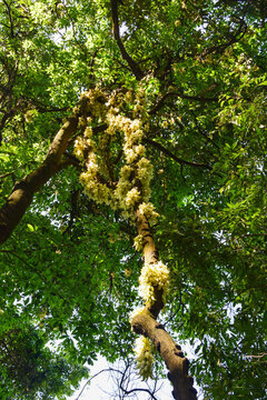 廣州天鹿湖公園禾雀花
