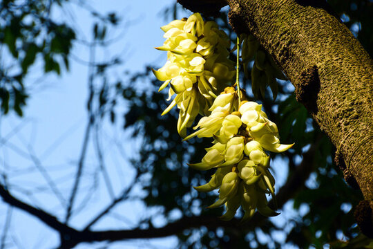 廣州天鹿湖公園禾雀花