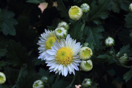 菊花系列
