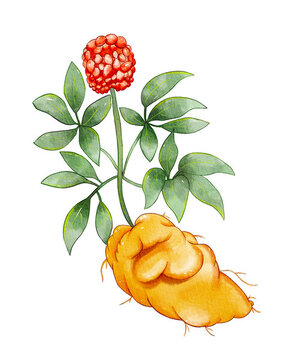 三七插畫元素