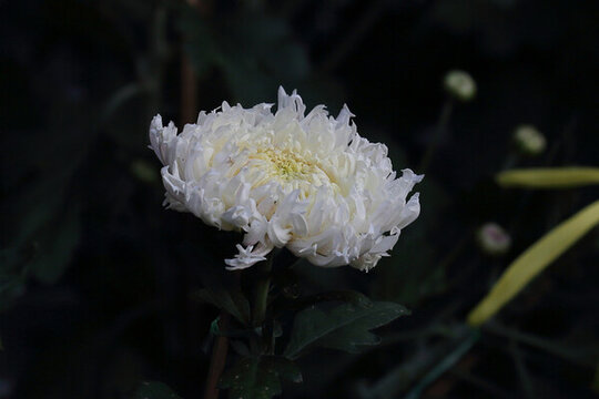菊花系列