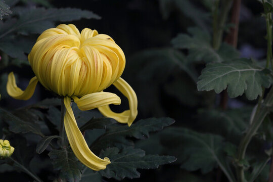 菊花系列
