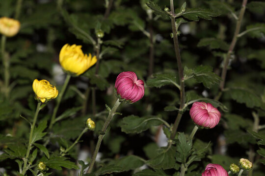 菊花系列