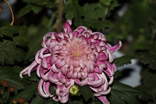 菊花系列