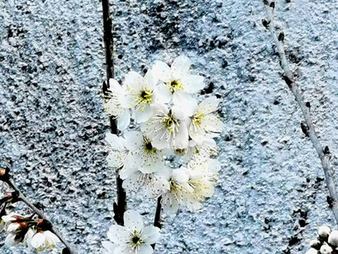櫻花