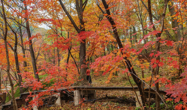 本溪老邊溝紅葉
