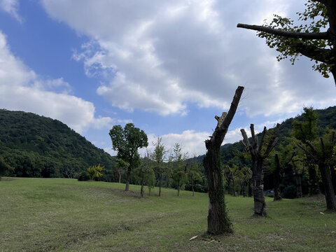 樹林