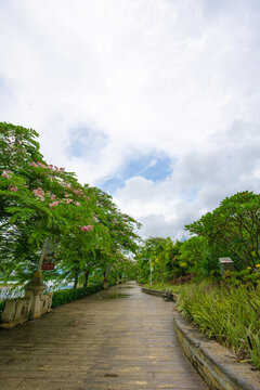 公園里的林蔭小道