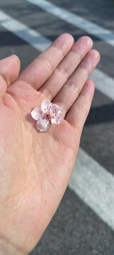 一朵櫻桃花